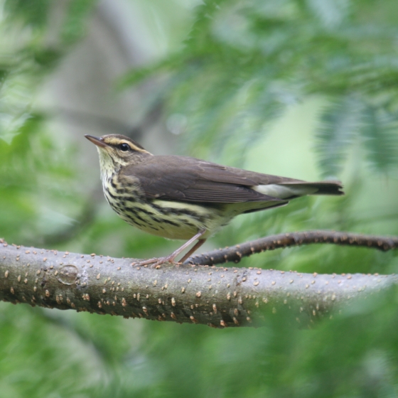 Northern Waterthrush | BTO - British Trust For Ornithology